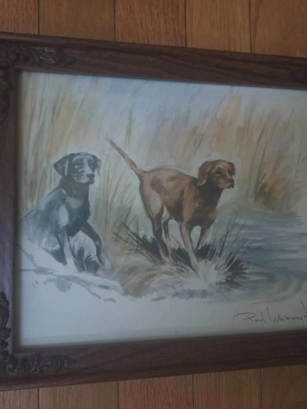 vintage framed watercolor print by artist Paul Whitney Hunter two sporting dogs